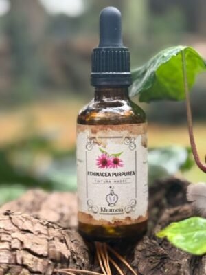 Echinacea (Echinacea purpurea)