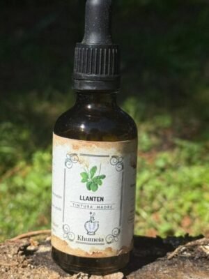 Llanten (Plantago major)