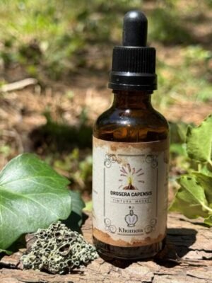 Drosera capensis