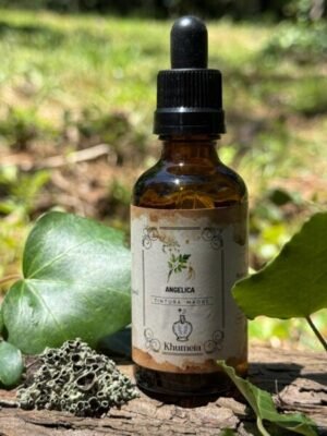 Angelica archangelica