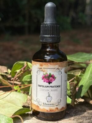 Trebol rojo ( Trifolium pratense)